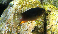 Plectroglyphidodon gascoynei