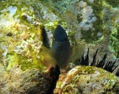 Plectroglyphidodon gascoynei