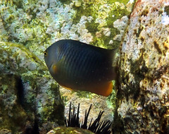 Plectroglyphidodon gascoynei