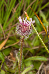 Erigeron alpinus