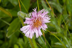 Erigeron alpinus