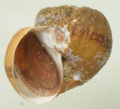 Lanistes congicus