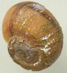 Lanistes congicus