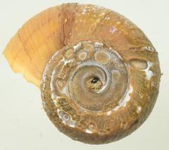 Lanistes congicus