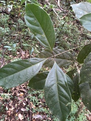 Cinnamomum micranthum