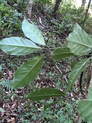 Cinnamomum micranthum