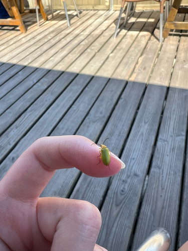 Sulphur Beetle, Strand Renesse-West, Haamstede, Zeeland, NL, photo 7 of 10