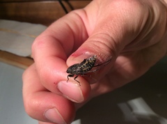 Atrapsalta corticina