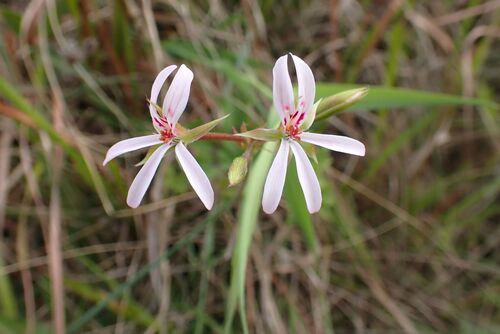 Pelargonium ranunculophyllum, photograph 2