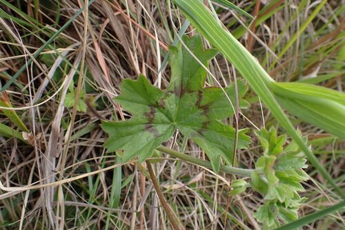 Pelargonium ranunculophyllum, photograph 3