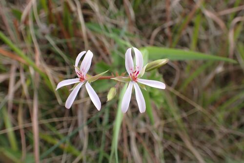 Pelargonium ranunculophyllum, photograph 4