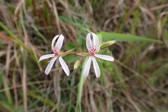 Pelargonium ranunculophyllum, photograph author not stated, no rights reserved