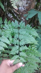 Davallia trichomanoides