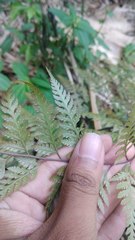 Davallia divaricata