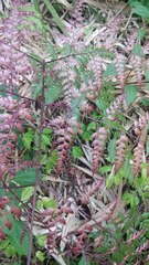 Davallia divaricata