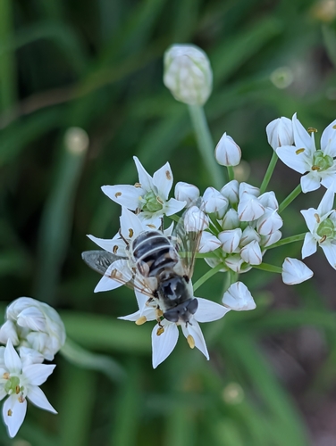 Unknown species found near Manhattan, KS, USA