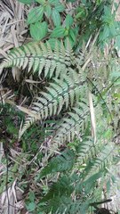 Davallia divaricata