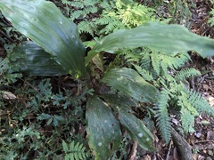 Acanthophippium striatum
