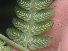 Diplazium polypodioides