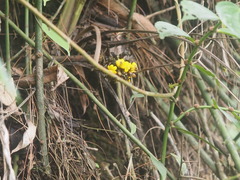 Molineria capitulata