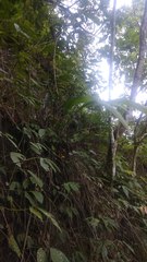 Molineria capitulata