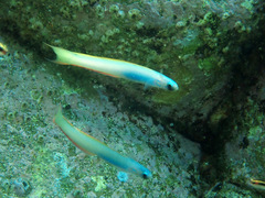 Ptereleotris monoptera