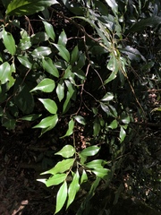Magnolia compressa