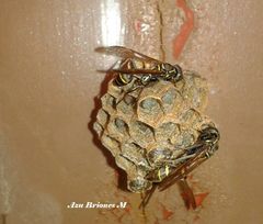 Mischocyttarus pallidipectus