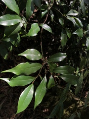 Magnolia compressa