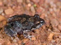 Tomopterna natalensis