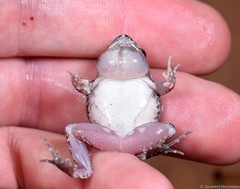 Tomopterna natalensis