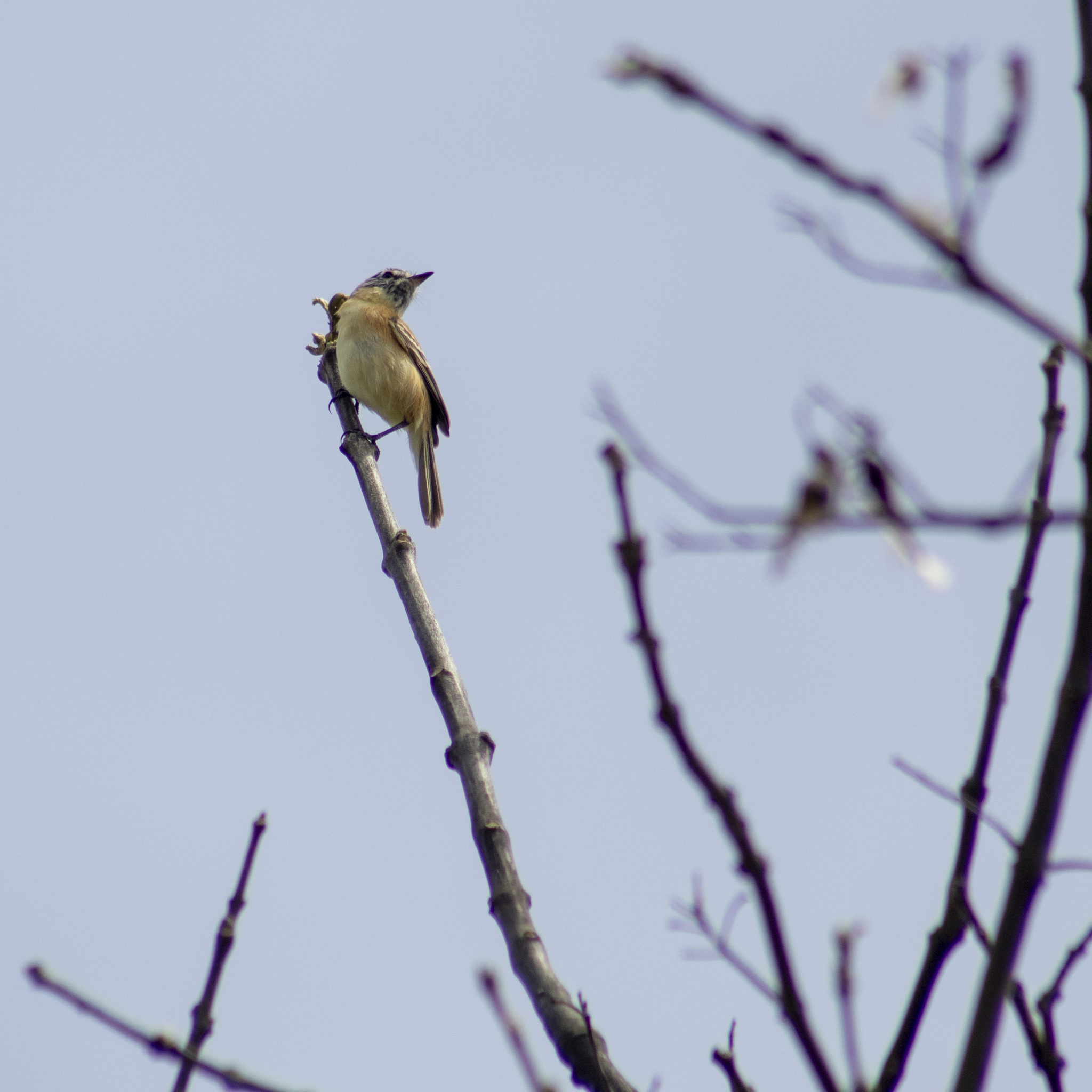Bearded Tachuri (Polystictus pectoralis)