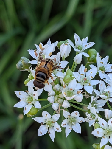 Unknown species found near Manhattan, KS, USA