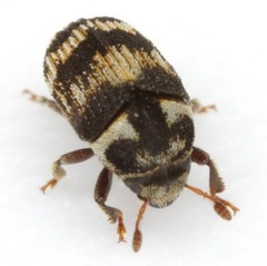 Hylesinus mexicanus