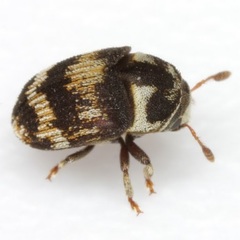 Hylesinus mexicanus