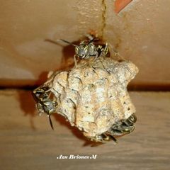 Mischocyttarus pallidipectus