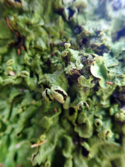 Pseudocyphellaria montagnei