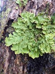 Pseudocyphellaria montagnei