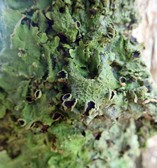 Pseudocyphellaria montagnei