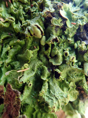 Pseudocyphellaria montagnei