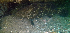 Epinephelus malabaricus