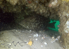 Epinephelus malabaricus