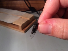 Atrapsalta corticina