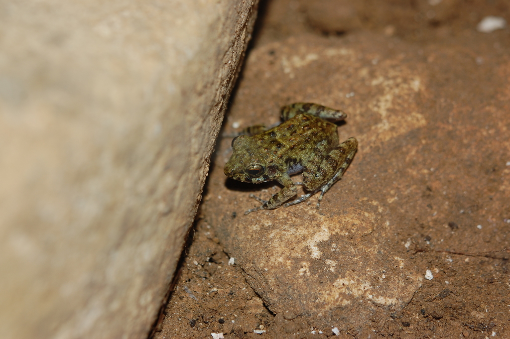 Luzon Limestone Forest Frog