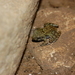 Luzon Limestone Forest Frog - Photo (c) Cristian Lucanas, some rights reserved (CC BY-NC), uploaded by Cristian Lucanas