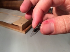 Atrapsalta corticina