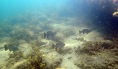 Girella elevata