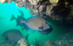 Prionurus maculatus