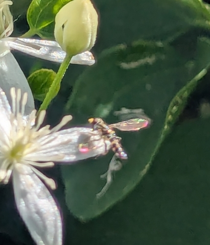 Unknown species found near Onset, Wareham, MA, USA