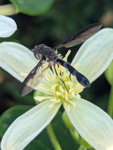 Unknown species found near Onset, Wareham, MA, USA